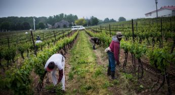 Canada continues to witness exploitation migrant workers rights in agriculture sector
