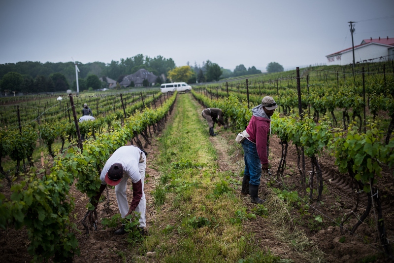 canada continues to witness exploitation migrant workers rights in agriculture sector