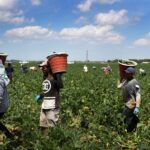 canadian migrant farmers treated well post pandemic