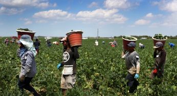 Canadian Migrant Farmers Treated Well Post Pandemic  