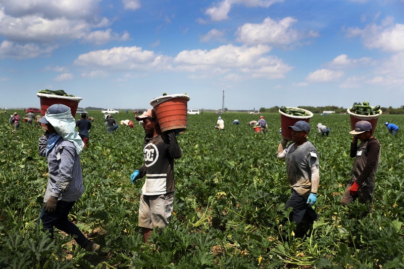 canadian migrant farmers treated well post pandemic