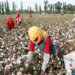 chinese cotton