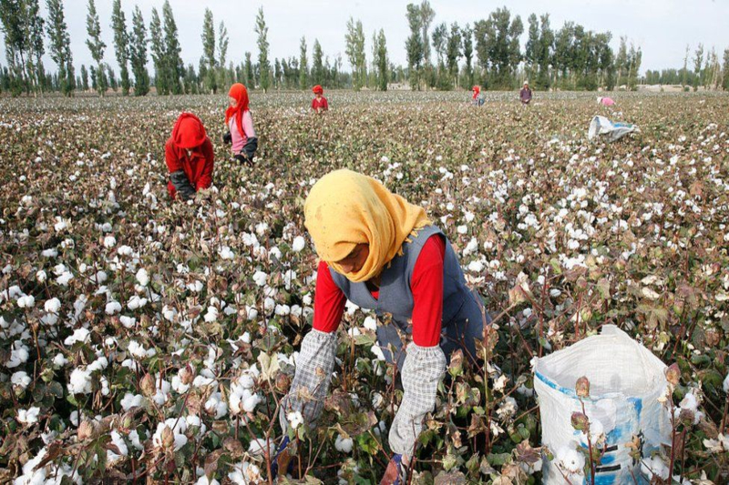 chinese cotton