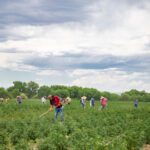 colorado farm workers