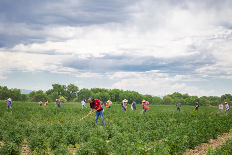 colorado farm workers