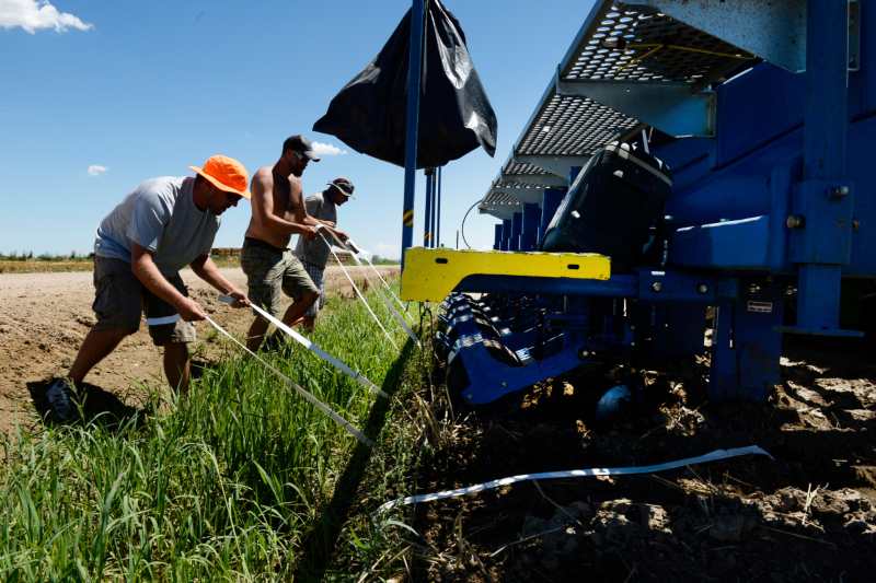 Colorado Democrats push forward farm workers bill advocating minimum wage and basic rights