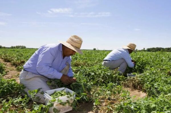 distressing abuse never ends for temporary migrant workers in canadian province