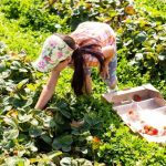 eu seasonal worker directive 2026