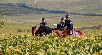 Europe wide sting operation identifies 269 cases of labor exploitation at agricultural lands, arrests made