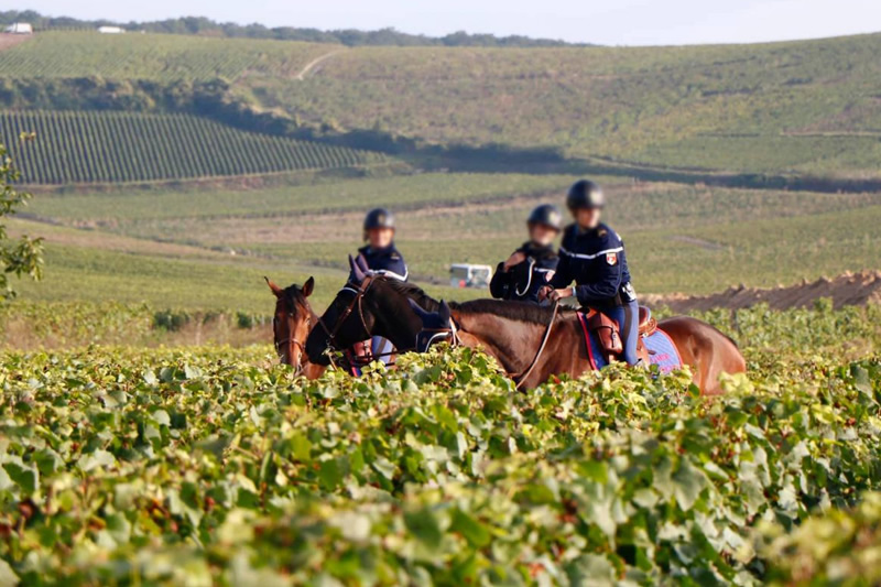 europol_against_labor_exploitation_in_agricultural_lands_europe