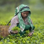 exploited for generations, tea garden workers struggle for land rights in darjeeling hills, terai, and dooars