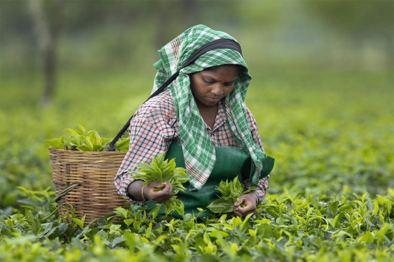 exploited for generations, tea garden workers struggle for land rights in darjeeling hills, terai, and dooars