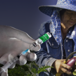 Vaccines become more accessible to farmworkers; Problems persist