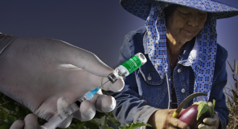 Vaccines become more accessible to farmworkers; Problems persist