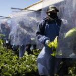 farmworkers