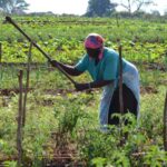 farmworkers forced to work on human rights day in limpopo