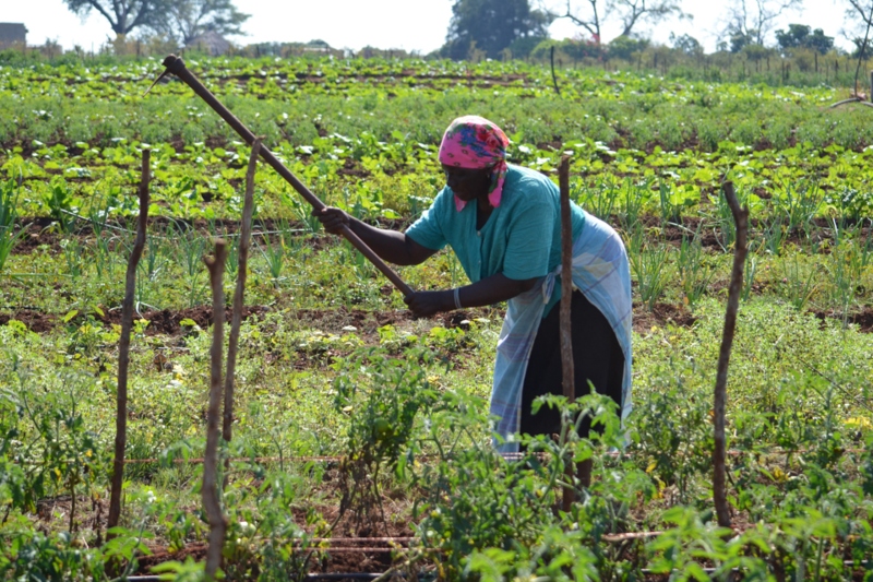 farmworkers forced to work on human rights day in limpopo