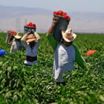 farmworkers_salinas_california