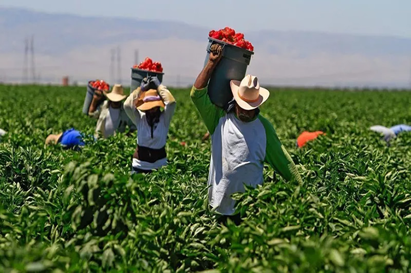 “Are Farmworkers really safe in California’s Salinas?,” Labor rights activists questions