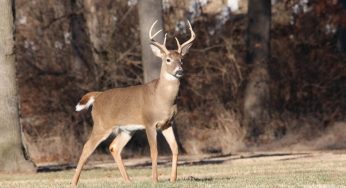 Florida Hunters Concerned About Rights Amidst Chronic Wasting Disease Outbreak