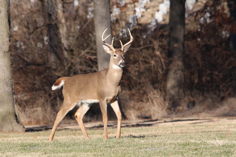 florida hunters concerned about rights amidst chronic wasting disease outbreak