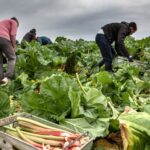 foreign workers criticise uk farm labour scheme; workers living without bathroom and running water