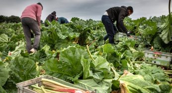 Foreign workers criticize UK farm labour scheme; Workers living without bathroom and running water