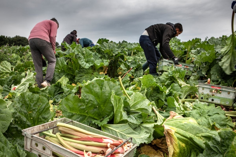 foreign workers criticise uk farm labour scheme; workers living without bathroom and running water