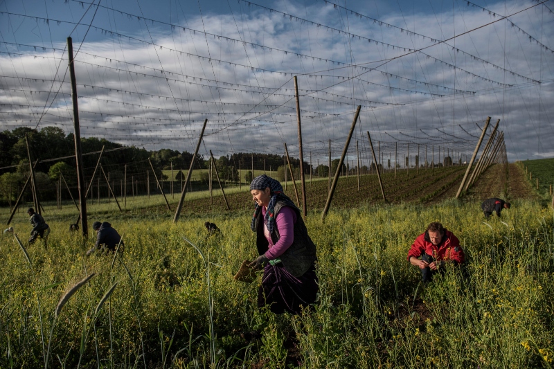 germany’s agriculture labor has exposed the colossal amount of violations