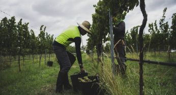 “Guest worker state” Australia is a hub of temporary visa holders exploitation, study finds