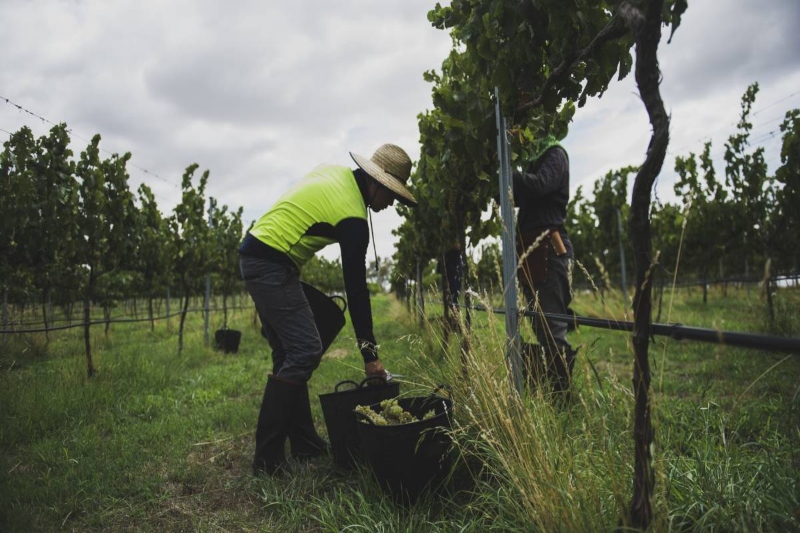 “Guest worker state” Australia is a hub of temporary visa holders exploitation, study finds