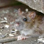 hantavirus rodent exposure