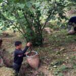 hazelnut producers finally rise up to child rights abuse
