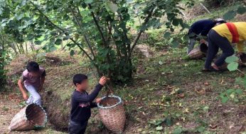Hazelnut Producers Finally Rise Up To Child Rights Abuse Within The Foodchain