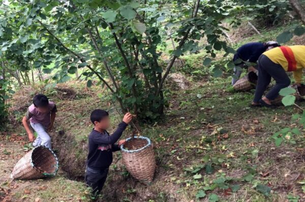hazelnut producers finally rise up to child rights abuse