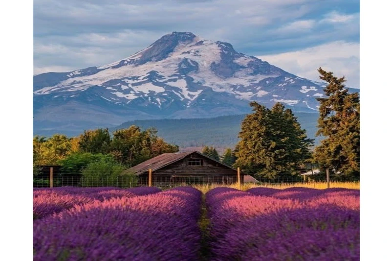Hood River Oregon for Remote Workers: Why This Gorge Town Beats Big-City Life 