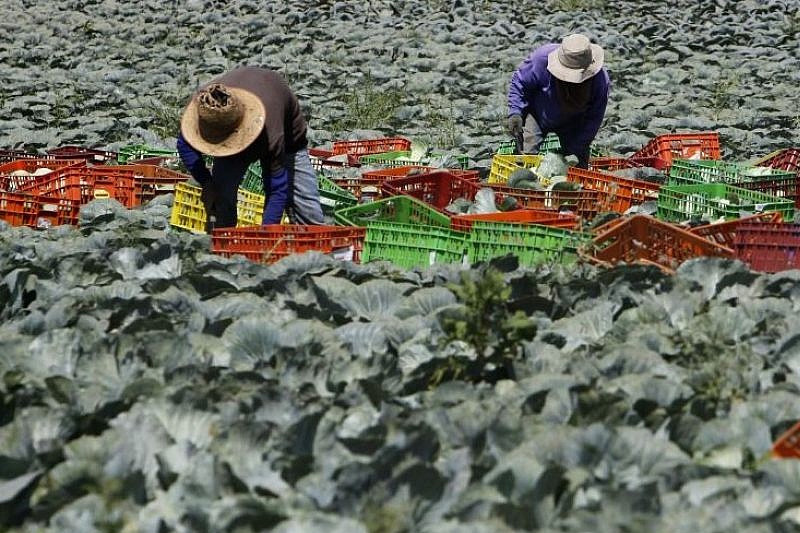 How the UK ignored migrant worker abuses on farms