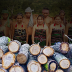 Rampant illegal logging a threat to country’s Indigenous community