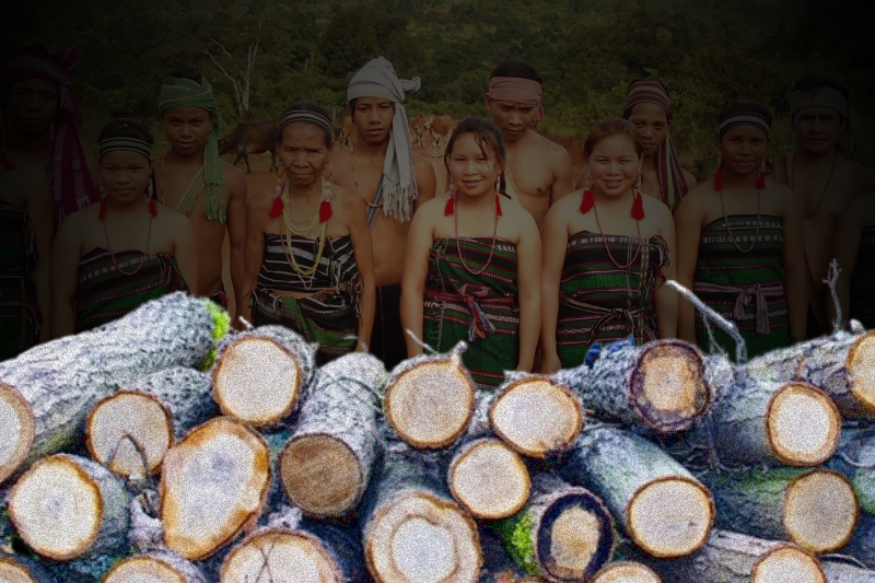 Rampant illegal logging a threat to country’s Indigenous community
