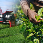 in tea farms, the task force advises using labor and equipment