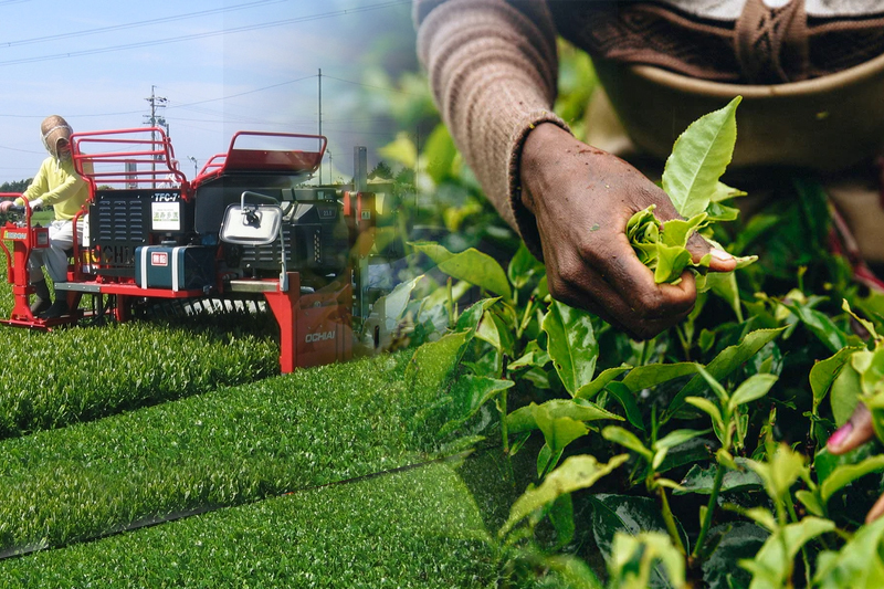 in tea farms, the task force advises using labor and equipment