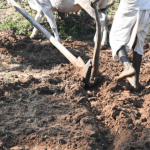 india rural job scheme