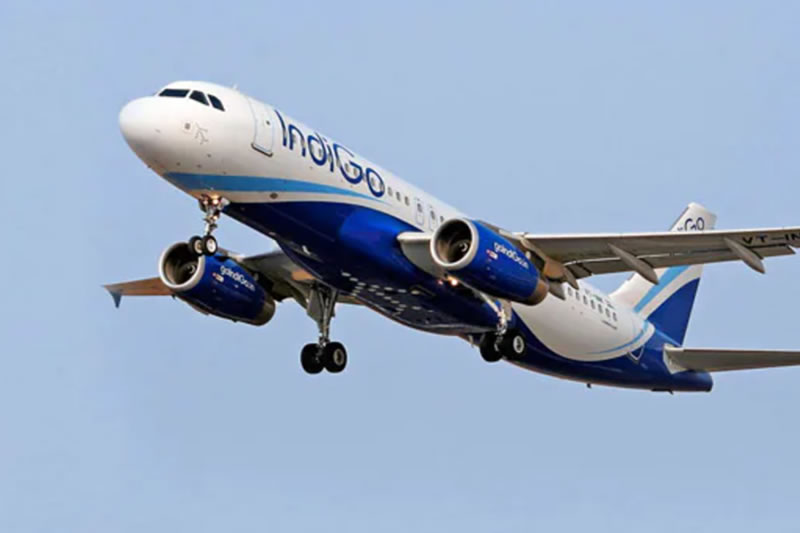 indigo employees