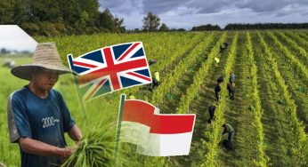 Indonesians wait for UK farm jobs after paying deposits of up to £2,500