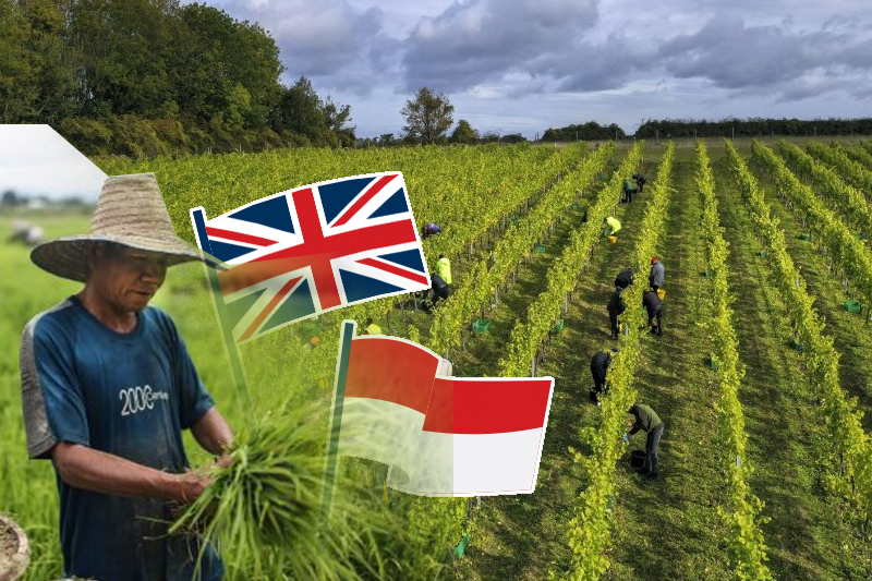 indonesians wait for uk farm jobs after paying deposits of up to £2,500