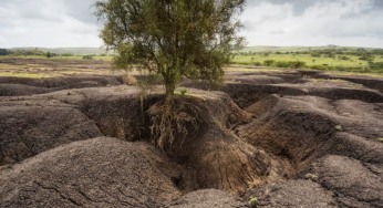 Instability and migration: Land degradation affecting 3 billion people globally
