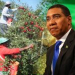 jamaica sending team to canada to probe work conditions on farms
