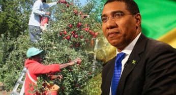 Jamaica sending team to Canada to probe work conditions on farms