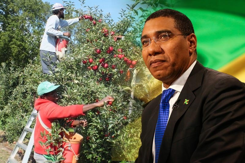 jamaica sending team to canada to probe work conditions on farms