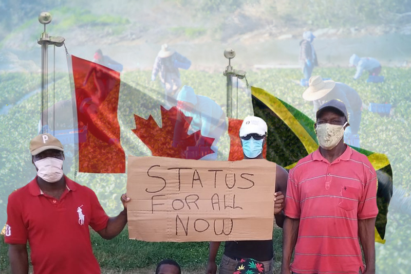 jamaican farmworkers decry seismic level exploitation in canada